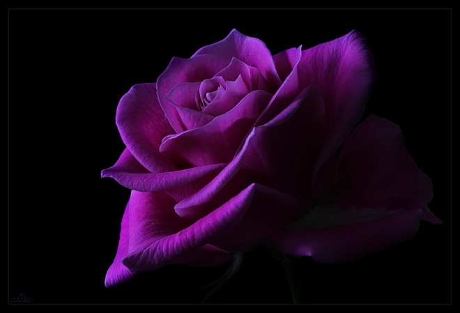 Rosa roxa.jpg