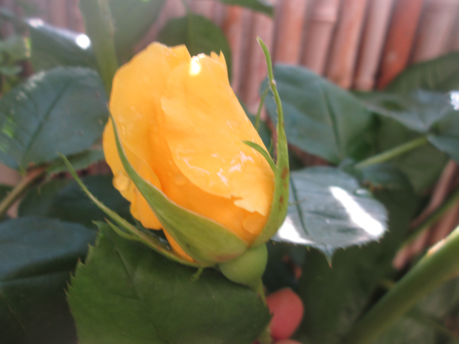 Rose de Sofia.JPG