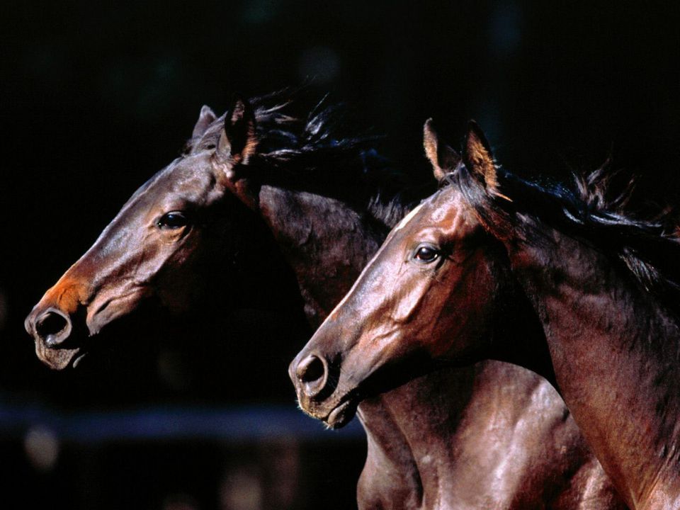 Chevaux et poneys