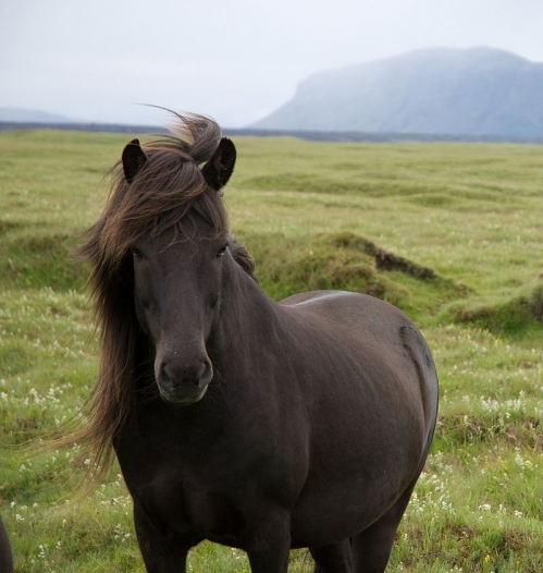 800px-Icelandic_Pony_Hill.jpg