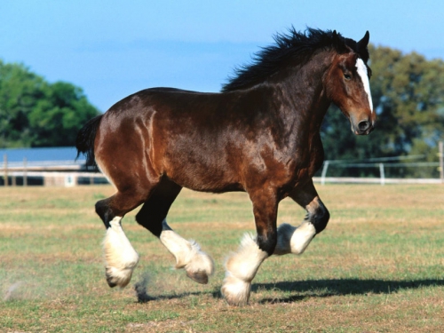 252676__clydesdale-breed_p.jpg