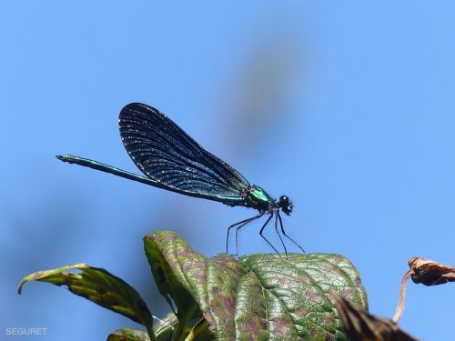 Demoiselle ( Mezos )