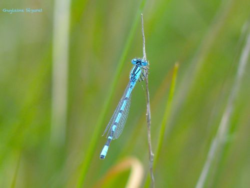 Agrion de mercure