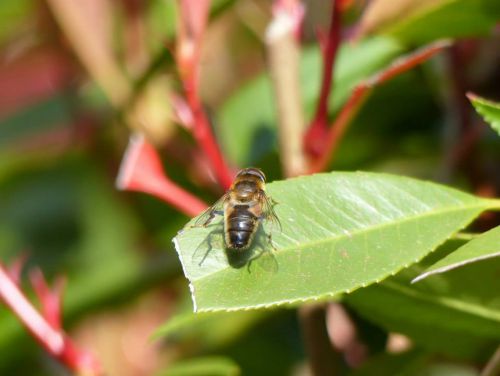 Abeille mâle (faux bourdon)