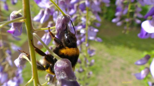 Bourdon terrestre