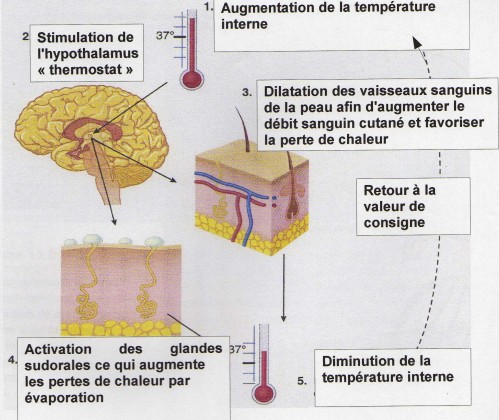 schematemp.jpg