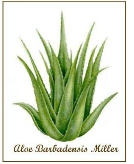 Aloe_vera_barbadensis.jpg