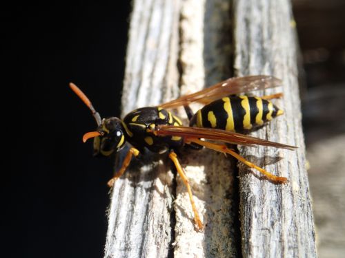 Poliste (guêpe solitaire)