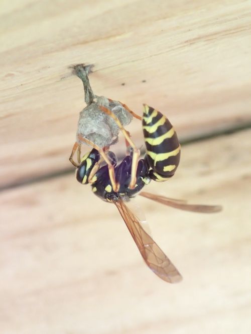 Poliste (guêpe solitaire) en train de bâtir son nid de cellulose