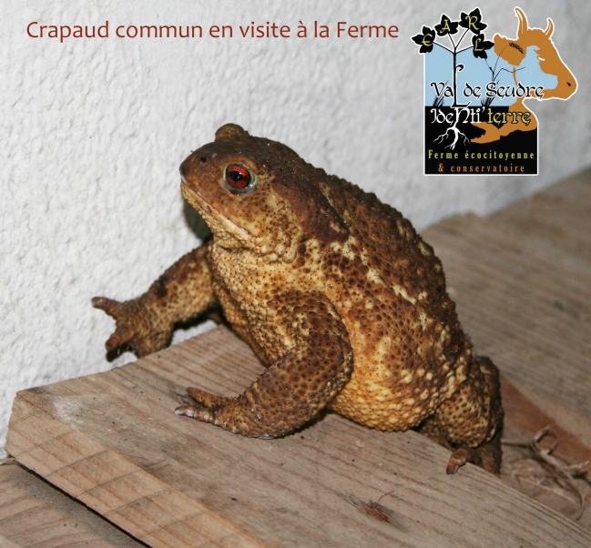 crapaud-commun.jpg