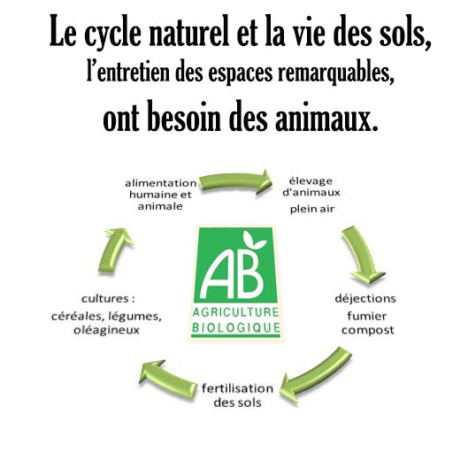 le cycle sol animaux.jpg