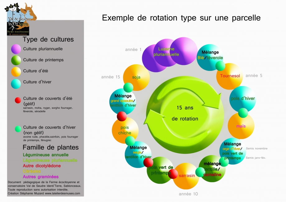 rotation-des-cultures-schéma.jpg