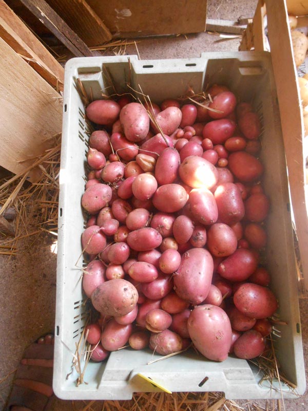 récolte patate kuroda 2017(9).jpg