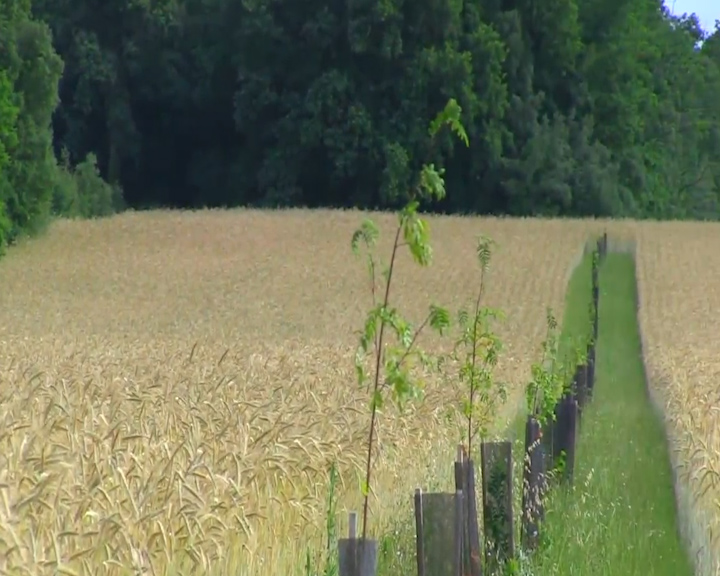 seigle agroforesterie.jpg