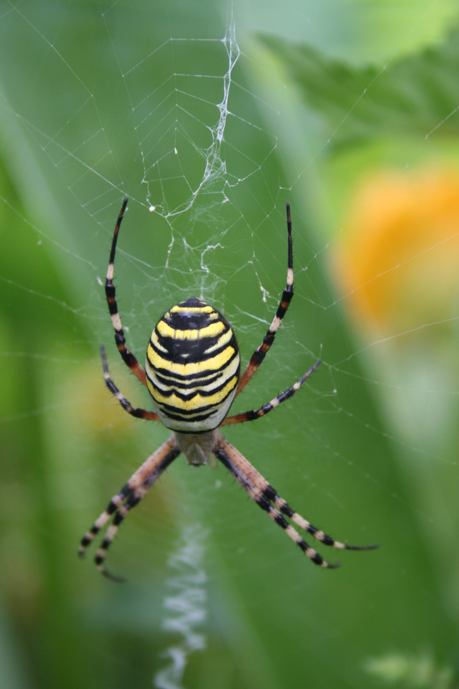 argiope frelon (8).JPG