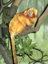 tamarins lions dorés.jpg