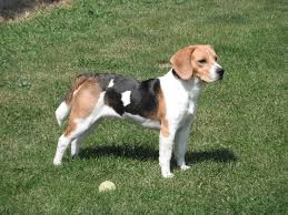 beagles 2.jpg