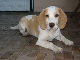 beagles.jpg