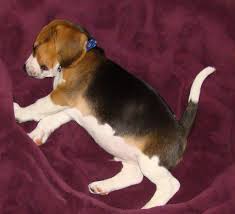 beagle 4.jpg