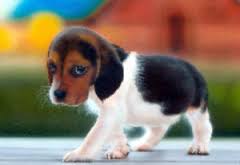 beagles3.jpg