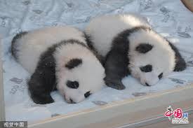 bébé pandas.jpg