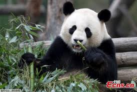 jiao qing mâle panda.jpg