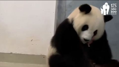 meng meng femelle panda.jpeg