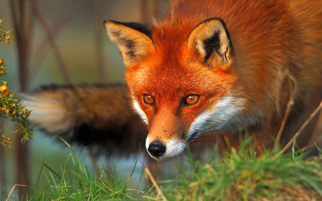 le renard n'est plus assimilé à un nuisible !!!