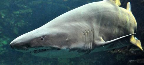 requin-taureau-de-l-aquarium-de-nausicaa.jpg