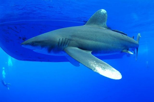 requin-longimane.jpg