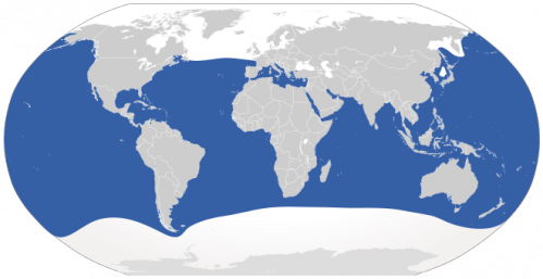 660px-Cypron-Range_Carcharodon_carcharias.svg.png