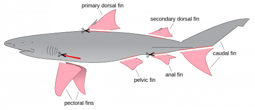 Shark_finning_diagram.svg.png