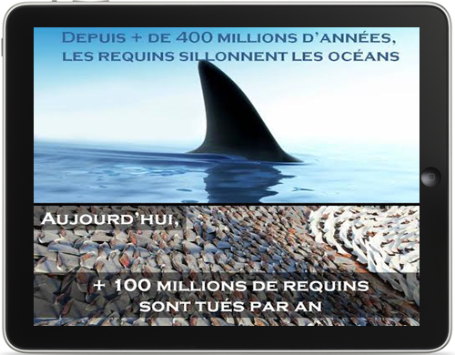 100-millions-requins-tuees-an.png