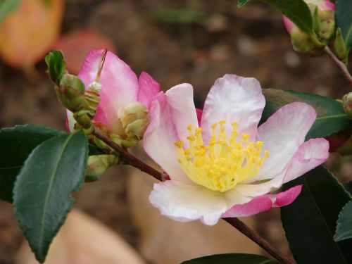 Camelia Sasanqua Rainbow