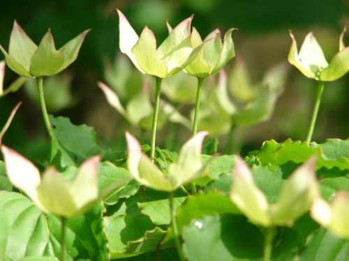 Cornus Kousa