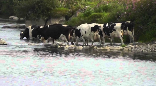 Cows crossing.jpg
