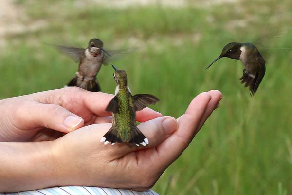 Flock of hummingbirds.jpg