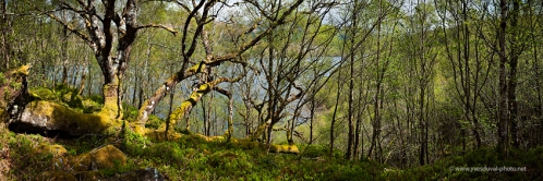 sous-bois-sur-les-rives-du-loch-arkaig-1.jpg