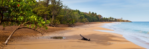 guadeloupe-anse-de-la-perle-foret-1.jpg