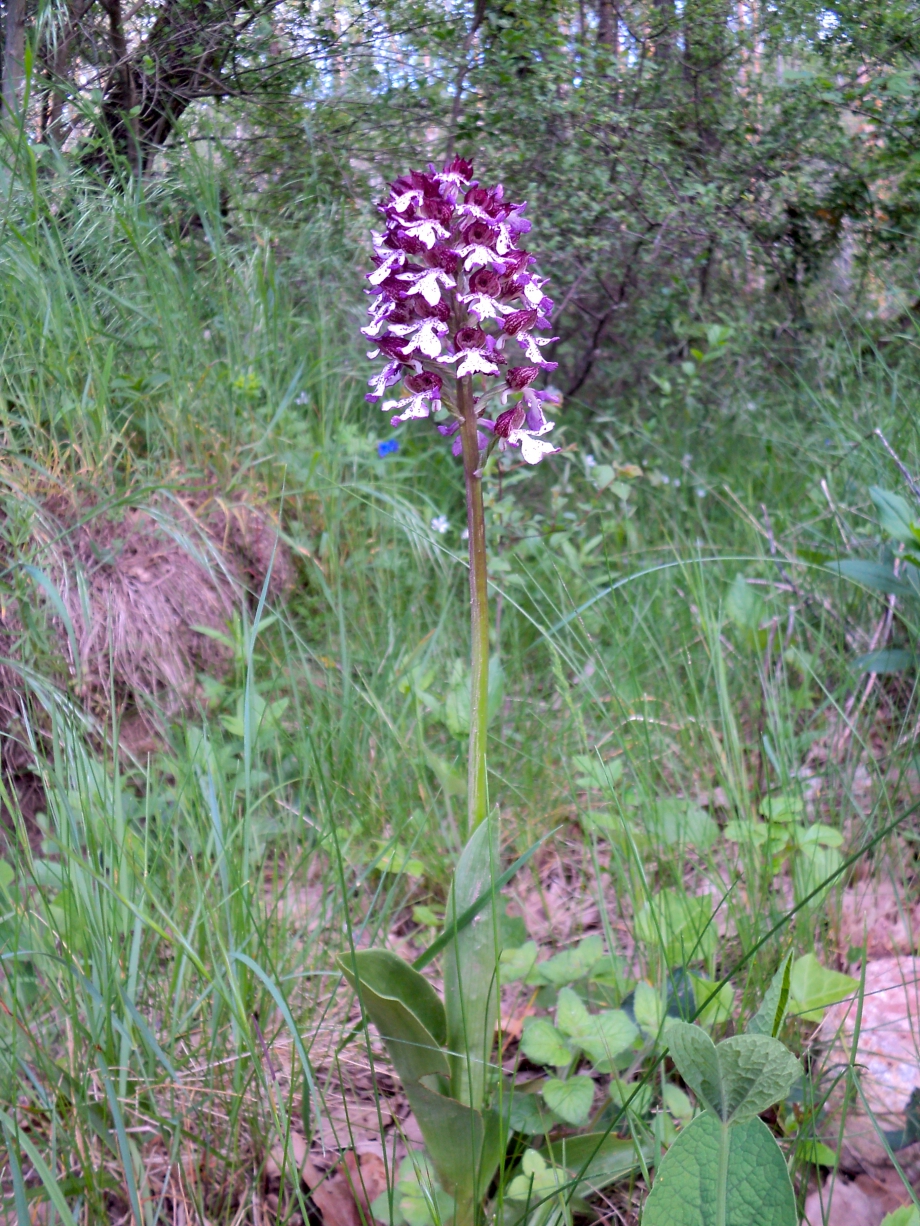 Orchid.JPG
