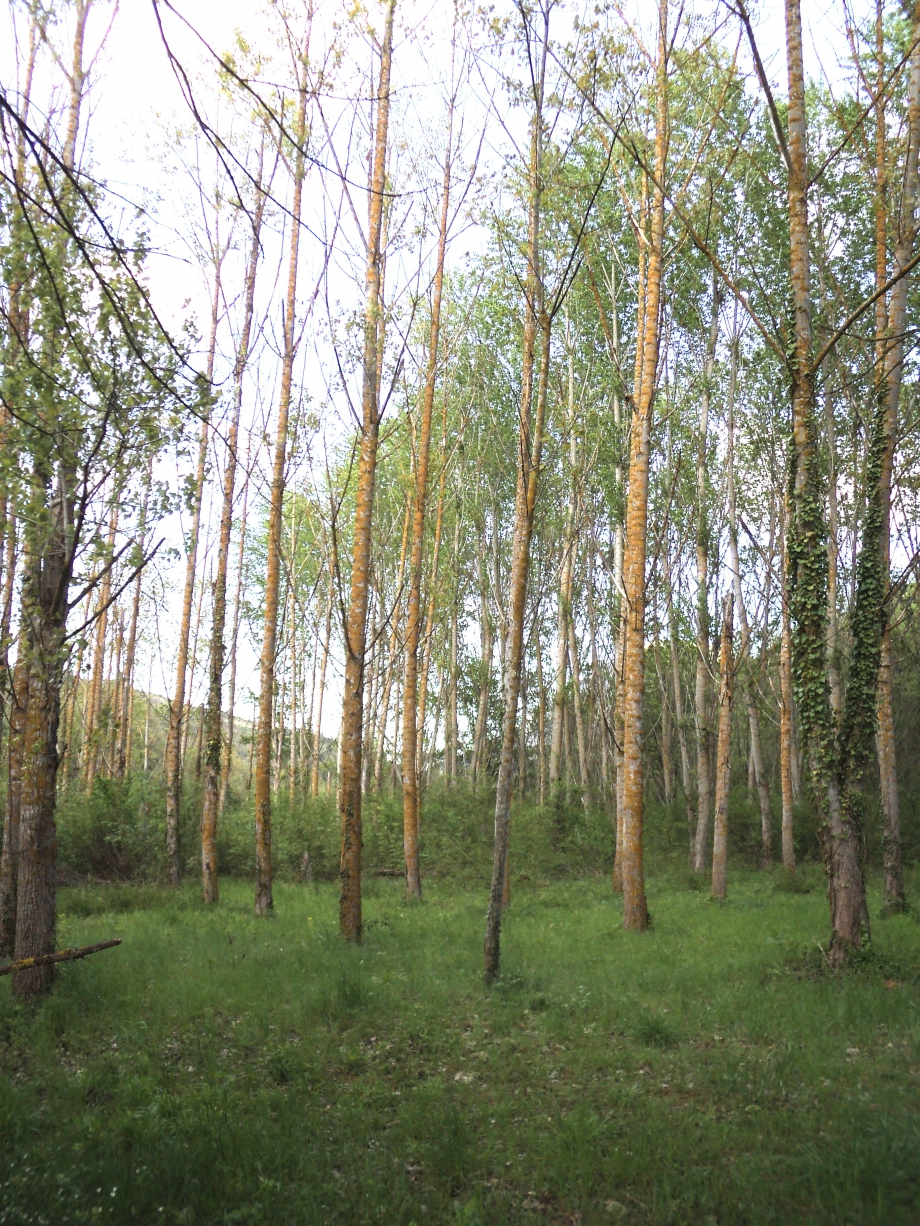 SilverBirch2.JPG