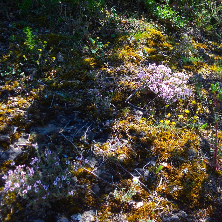 THYME.JPG