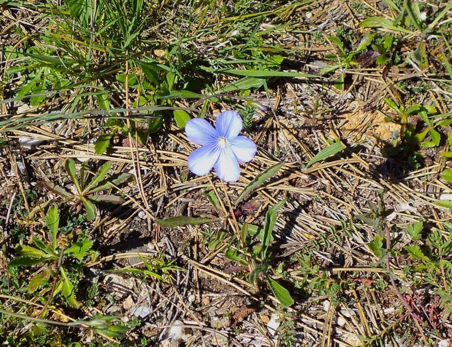 Periwinkle.JPG