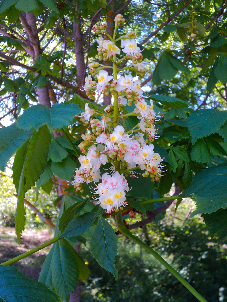 HorseChestnut.JPG