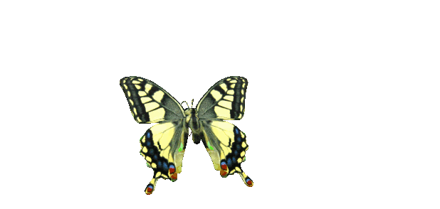 papillon-2a.gif