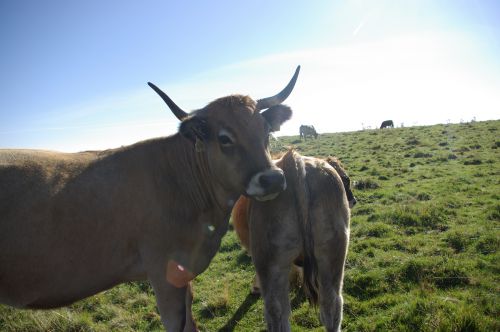 les belles vaches de L'AUBRAC  aux yeux maquillés naturellement !!
