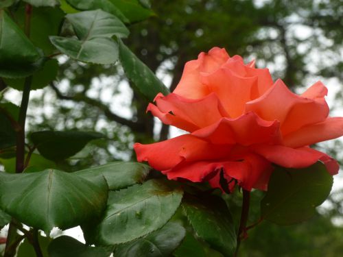 mignonne , allons voir si la rose ....