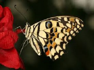 papillons.jpg