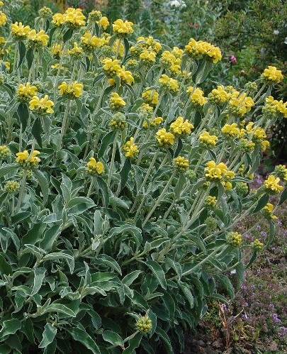 20-Phlomis.JPG