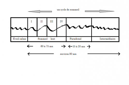 schéma cycle de sommeil